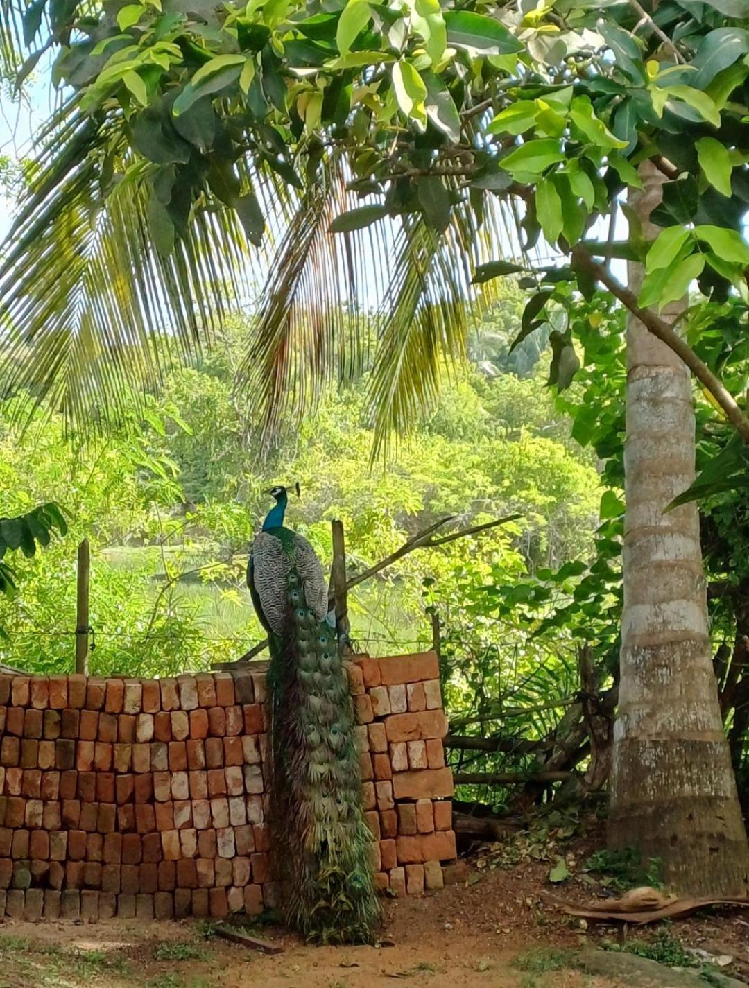 Turtle Island Cabana Тангалла Экстерьер фото