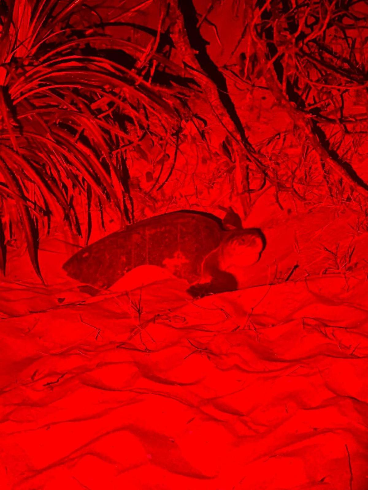 Turtle Island Cabana Тангалла Экстерьер фото